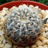 Gymnocalycium _bruchii 'niveum' R727 _01